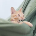 toe